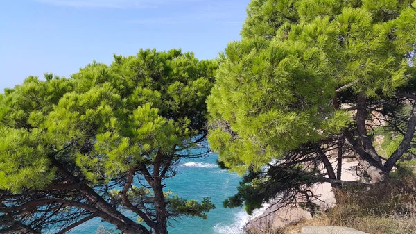 斜面に美しい松の木付近の明るい青い海 — ストック写真