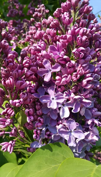 Beautiful Flowering Spring Bright Lilac Branches Close — Stock Photo, Image