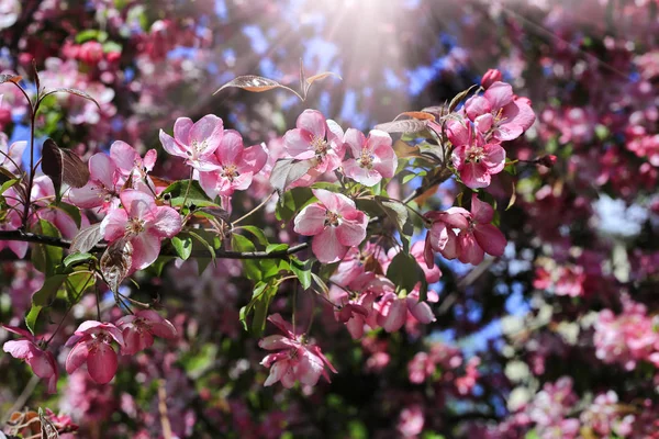 Branch Spring Apple Tree Beautiful Bright Pink Flowers Close — Stock Photo, Image