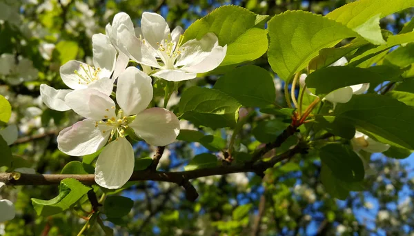 Schöner Zweig Des Frühling Blühenden Baumes Mit Weißen Blumen — Stockfoto