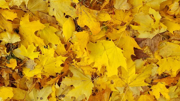 Luminoso Sfondo Giallo Autunno Foglie Cadute Acero — Foto Stock