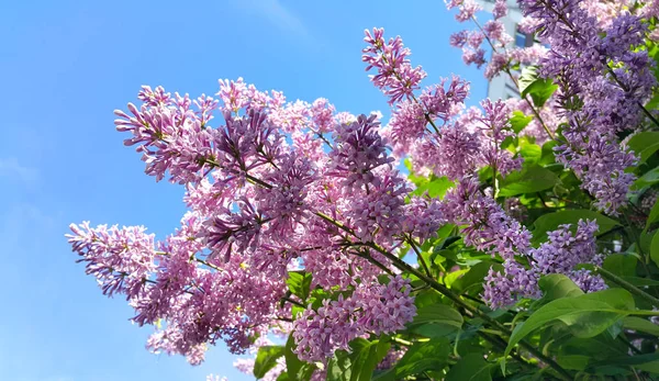 Весняні Гілки Красивими Квітучими Бузковими Квітами Тлі Блакитного Неба — стокове фото