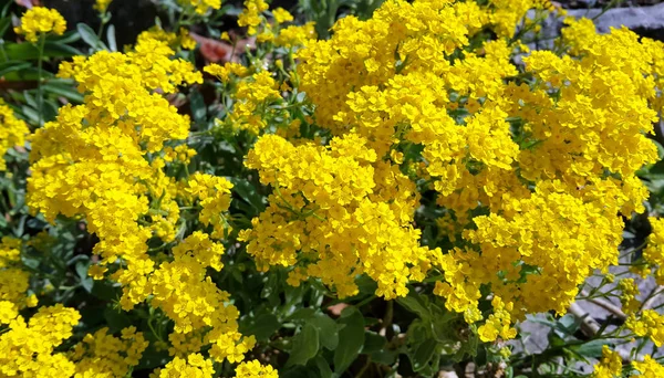 Beautiful Bright Yellow Flowers Close — Stock Photo, Image