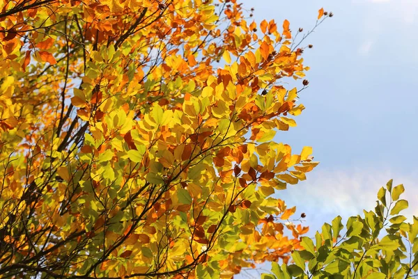 Heldere Herfst Takken Gloeien Zonlicht — Stockfoto