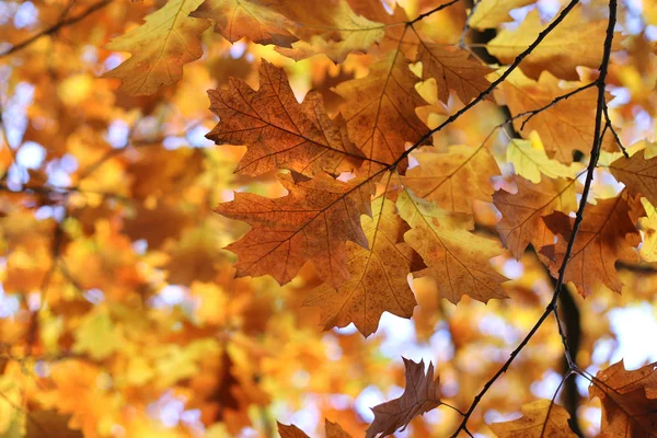 Beautiful Autumn Branches Soft Focus Nature Background — стоковое фото