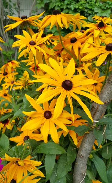 Kilka Jasnych Żółtych Kwiatów Piękny Rudbeckia — Zdjęcie stockowe