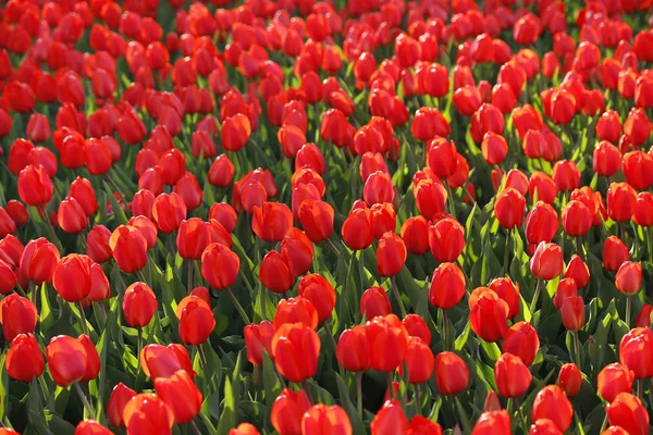 Mooie Rode Tulpen Gloeien Zonlicht Heldere Lente Natuurlijke Achtergrond — Stockfoto