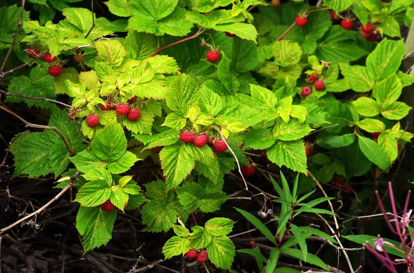 Wilder Himbeerstrauch Mit Leuchtend Reifen Beeren Wald — Stockfoto