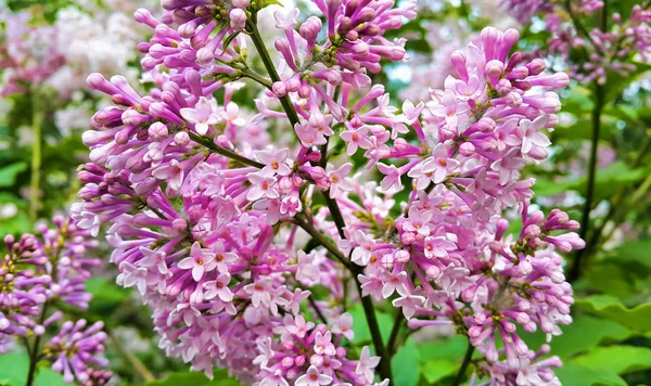Szép Virágzó Lila Virágok Tavaszi — Stock Fotó