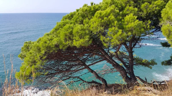 明るい青い海 コスタ ブラバ カタルーニャ スペインの近くの斜面に美しい松の木 — ストック写真