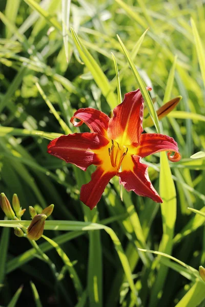 Krásné Světlé Lily Slunečním Světle Letní Zahradě — Stock fotografie