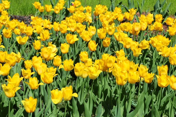 Krásné Zářivě Žluté Tulipány Closeup — Stock fotografie