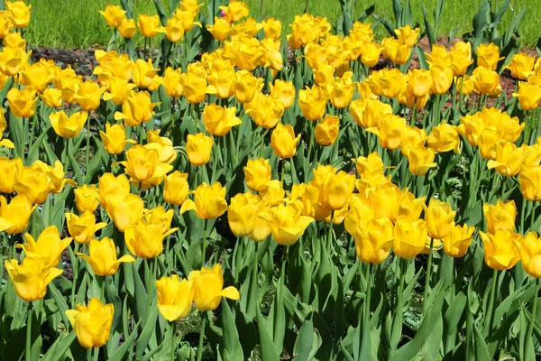 Beautiful Bright Yellow Tulips Closeup — Stock Photo, Image