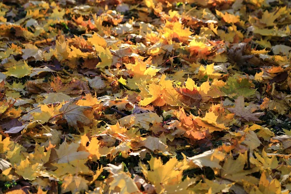 Красивые Золотые Осенние Листья Лучах Вечернего Солнца Природный Фон Крупный — стоковое фото