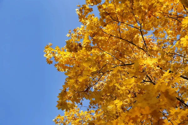 Güzel Mavi Gökyüzü Karşı Parlak Sarı Sonbahar Akçaağaç Dallarında — Stok fotoğraf