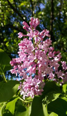 Bahar dalları çiçekler güzel Lila çiçek açması ile
