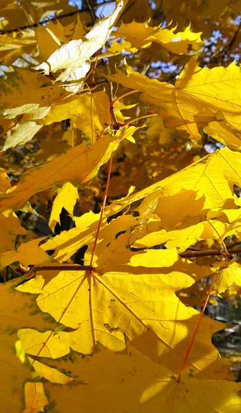 Autumn Branch Bright Yellow Foliage Maple Tree — Stock Photo, Image