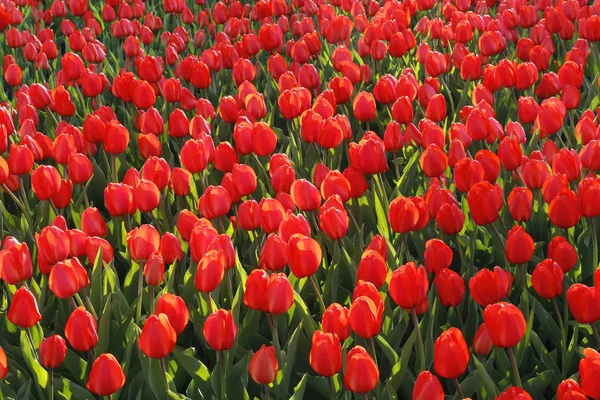 Ragyogó Napfény Világos Piros Tulipánok Tavasszal Természetes Háttér — Stock Fotó