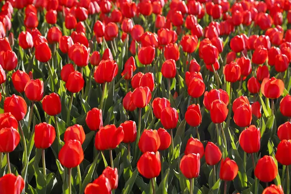 Mooie Rode Tulpen Gloeien Zonlicht Heldere Lente Natuurlijke Achtergrond — Stockfoto