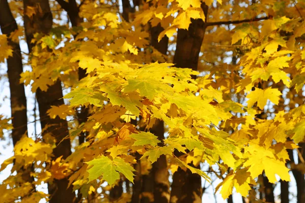 Mooie Gouden Herfst Bladeren Van Esdoorn Stralen Van Avondzon — Stockfoto
