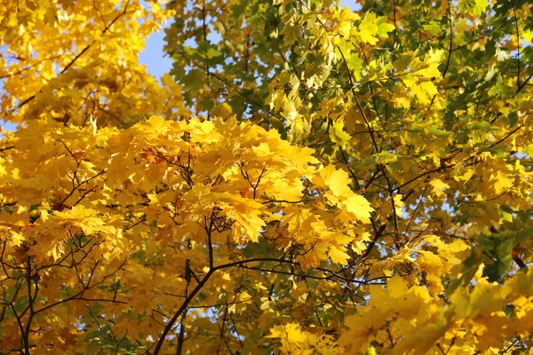 Beautiful Golden Autumn Leaves Maple Sunlight — Stock Photo, Image