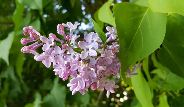 Våren Grenar Med Vackra Blommande Lila Blommor — Stockfoto