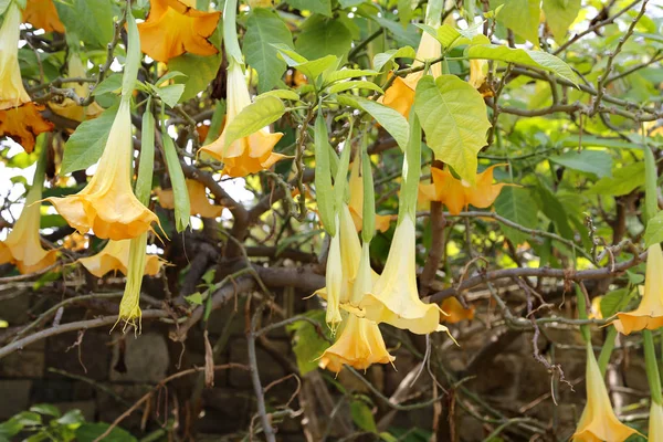 Fleur Jaune Brugmansia Nommé Anges Trompette Datura Fleur — Photo