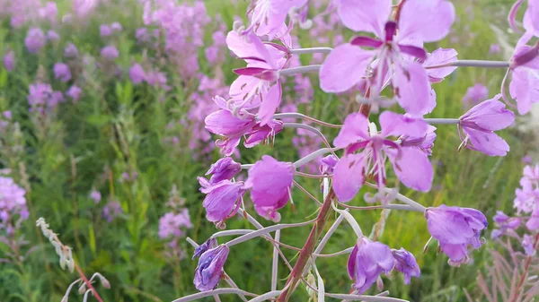 Pink Flowers Fireweed Epilobium Chamerion Angustifolium Bloom — Stock Photo, Image