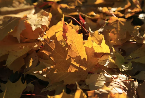 Luminoso Fogliame Autunnale Acero Che Brucia Sotto Raggi Del Sole — Foto Stock