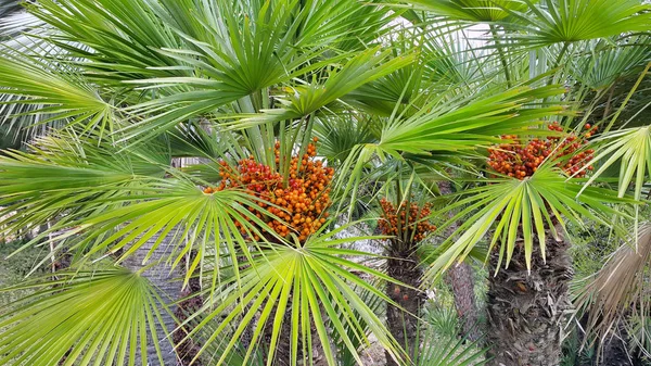 Palmboom Met Helder Oranje Vruchten Close — Stockfoto