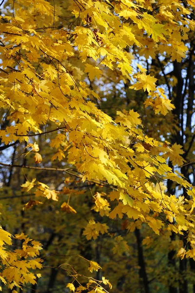 Bright Yellow Autumn Maple Trees Rays Sun — Stock Photo, Image