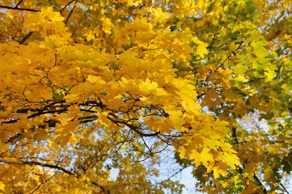 Mooie Gouden Herfst Bladeren Van Esdoorn Het Zonlicht — Stockfoto