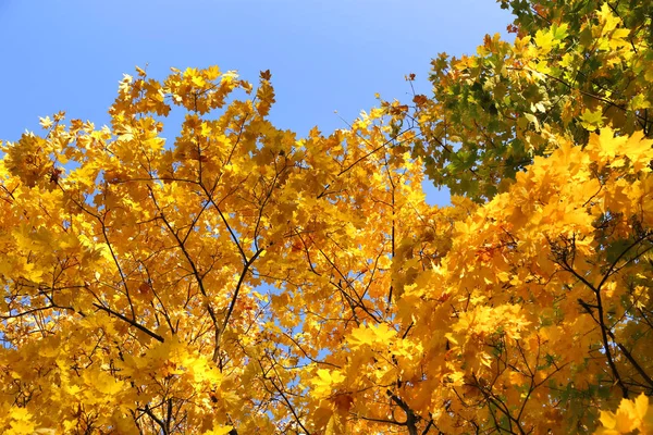 Güzel Mavi Gökyüzü Karşı Parlak Sarı Sonbahar Akçaağaç Dallarında — Stok fotoğraf