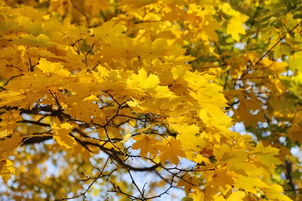 Beautiful Golden Autumn Leaves Maple Rays Sun — Stock Photo, Image