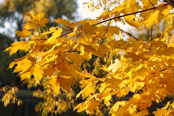 Beautiful Golden Autumn Branches Maple Rays Sun — Stock Photo, Image