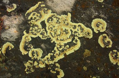 Taş, Doğa arka plan yüzeyi üzerinde büyüyen liken