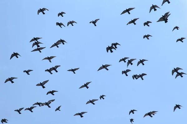 Pigeon Flock Flying Clear Blue Sky — Stock Photo, Image