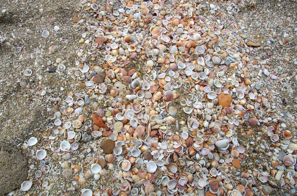 Viele Verschiedene Tote Muscheln Kieselstrand Natürliche Nahaufnahme — Stockfoto