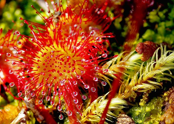 Macro Sundew Drosera Rotundifolia Planta Pegajosa Insetívora — Fotografia de Stock