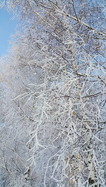 Gałęzie Brzozy Piękny Pokryte Śnieg Szron Dzień Jasne Zimowe — Zdjęcie stockowe
