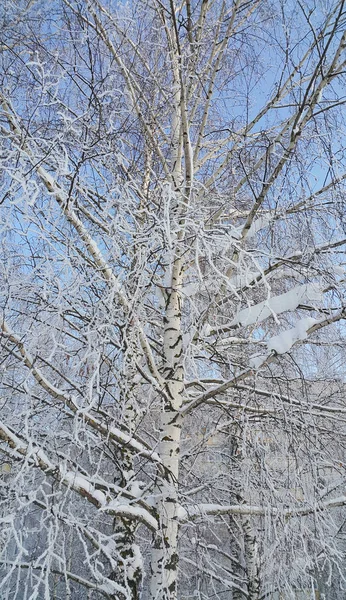 Mooie Berken Boom Bedekt Met Sneeuw Rijm Een Heldere Winterdag — Stockfoto