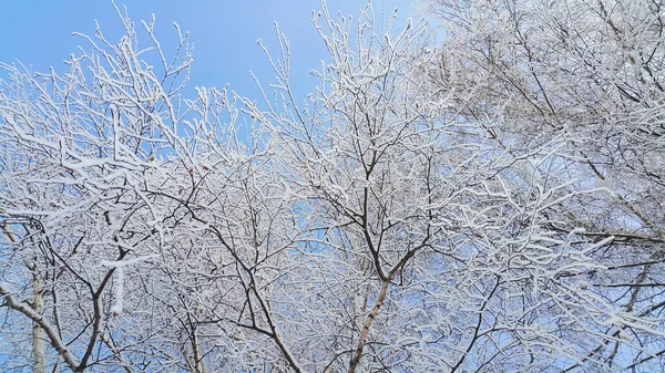 在晴朗的冬日 美丽的桦树枝条覆盖着雪和霜 — 图库照片