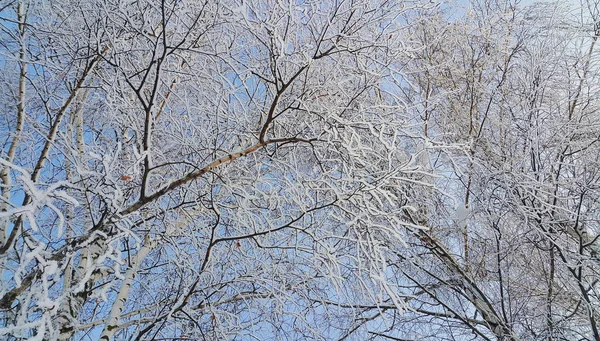 Güzel Huş Ağaçları Dallarını Kar Hoarfrost Kaplı Bir Açık Kış — Stok fotoğraf