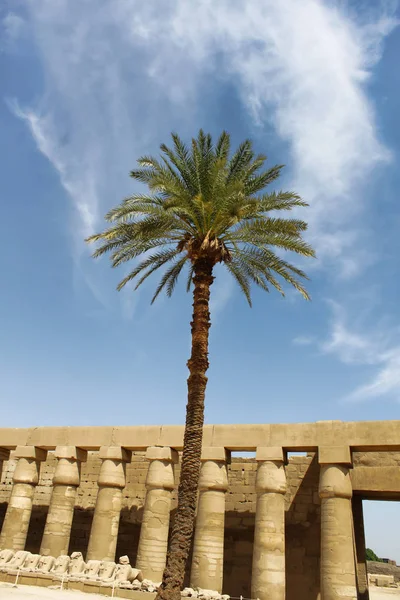 Пальма Фоне Голубого Неба Древних Руин Карнаке Луксор Египет — стоковое фото