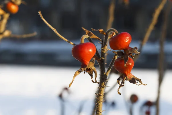 Nypon eller Rosa Canina grenar med ljusa frukter — Stockfoto