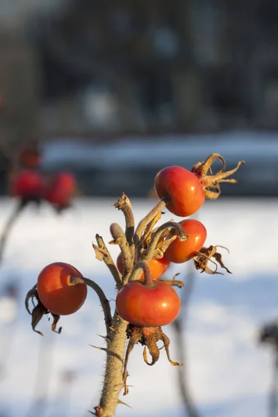 Nypon eller Rosa Canina grenar med ljusa frukter — Stockfoto