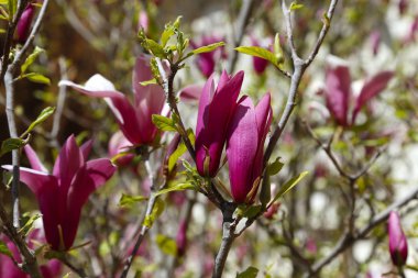 Pembe çiçekli Manolya güzel bahar dalı 