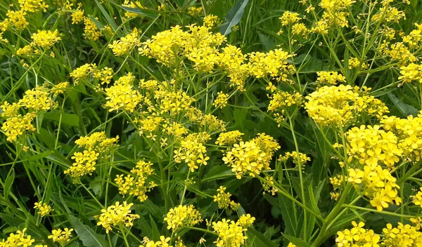 美しい野生の黄色の花 — ストック写真