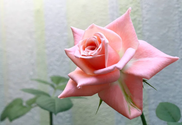 美丽精致的粉红色玫瑰 — 图库照片