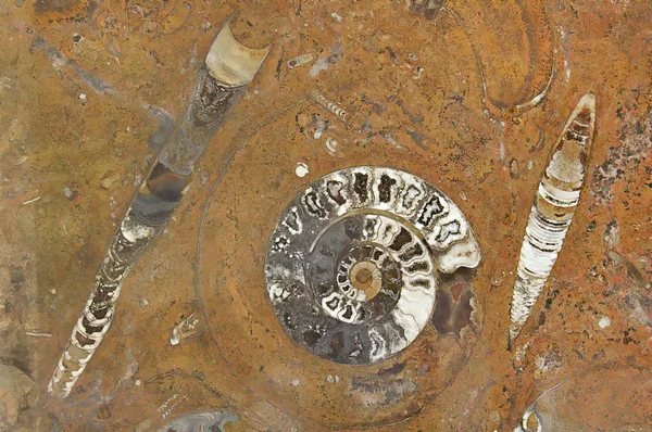 Guscio a spirale fossile e antichi organismi pietrificati in granito — Foto Stock